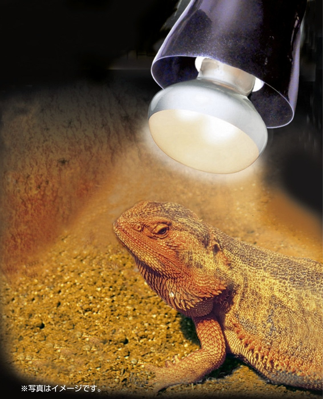 Amazon | 【セット買い】エキゾテラ GEX EXOTERRA クリップスタンド