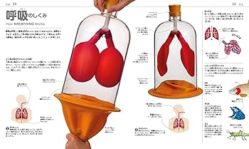 Amazon.co.jp: この世界のしくみがすべてわかる ジュニアサイエンス大