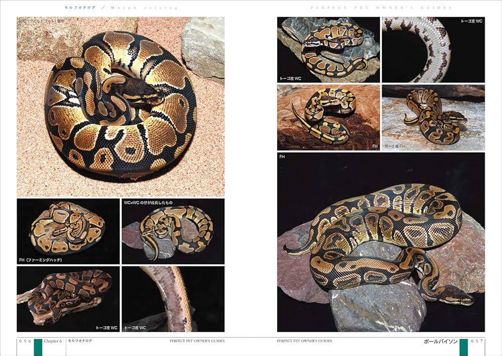 Amazon.co.jp: ボールパイソン 完全飼育: 飼育、繁殖、さまざまな品種