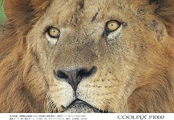 Amazon | Nikon デジタルカメラ COOLPIX P1000 ブラック クールピクス