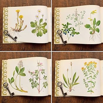 Amazon.co.jp: ドイツの古い植物図鑑(HEILPFLANZEN)/アンティーク