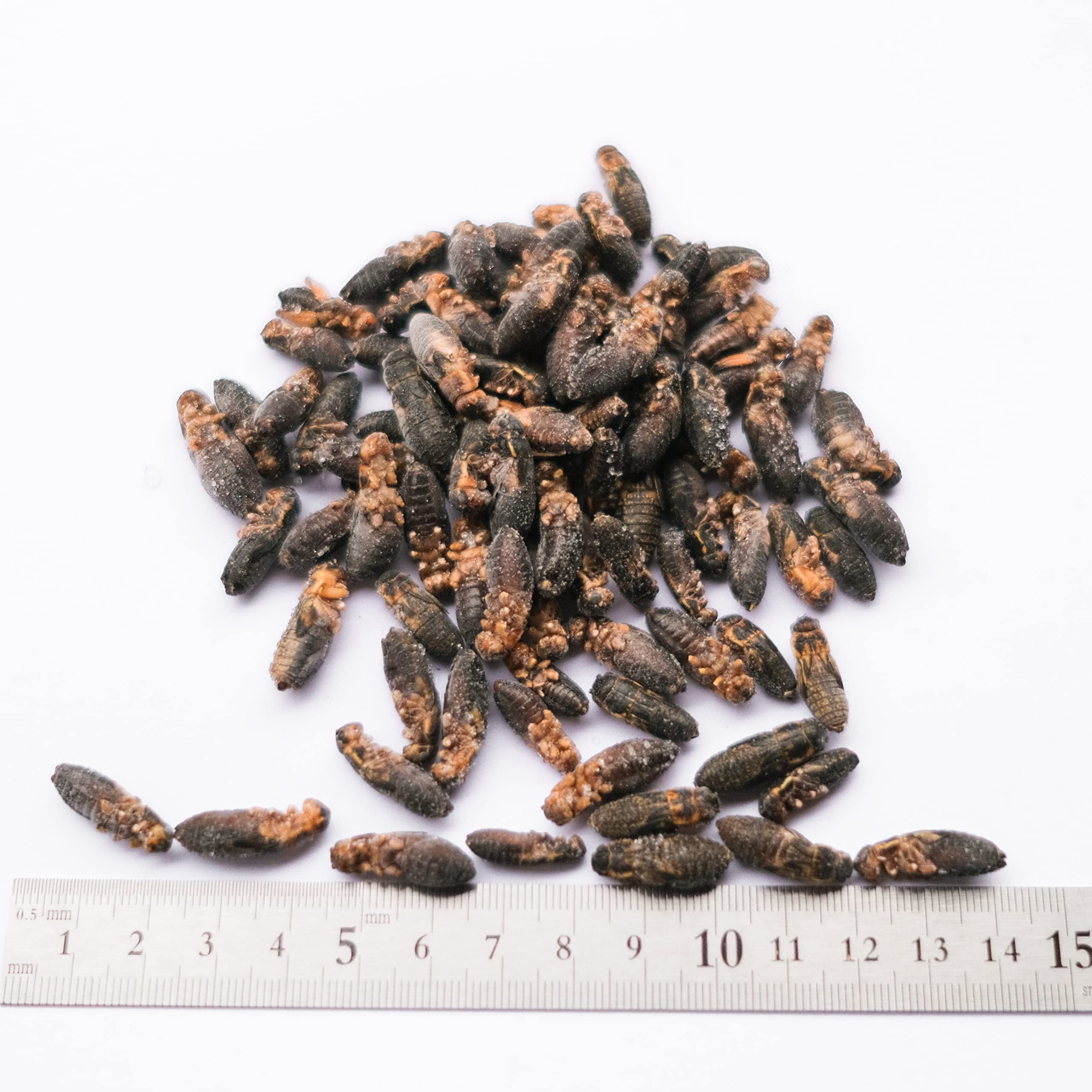 Amazon | GokiBank 冷凍コオロギ 100g 爬虫類・両生類・肉食魚用 冷凍