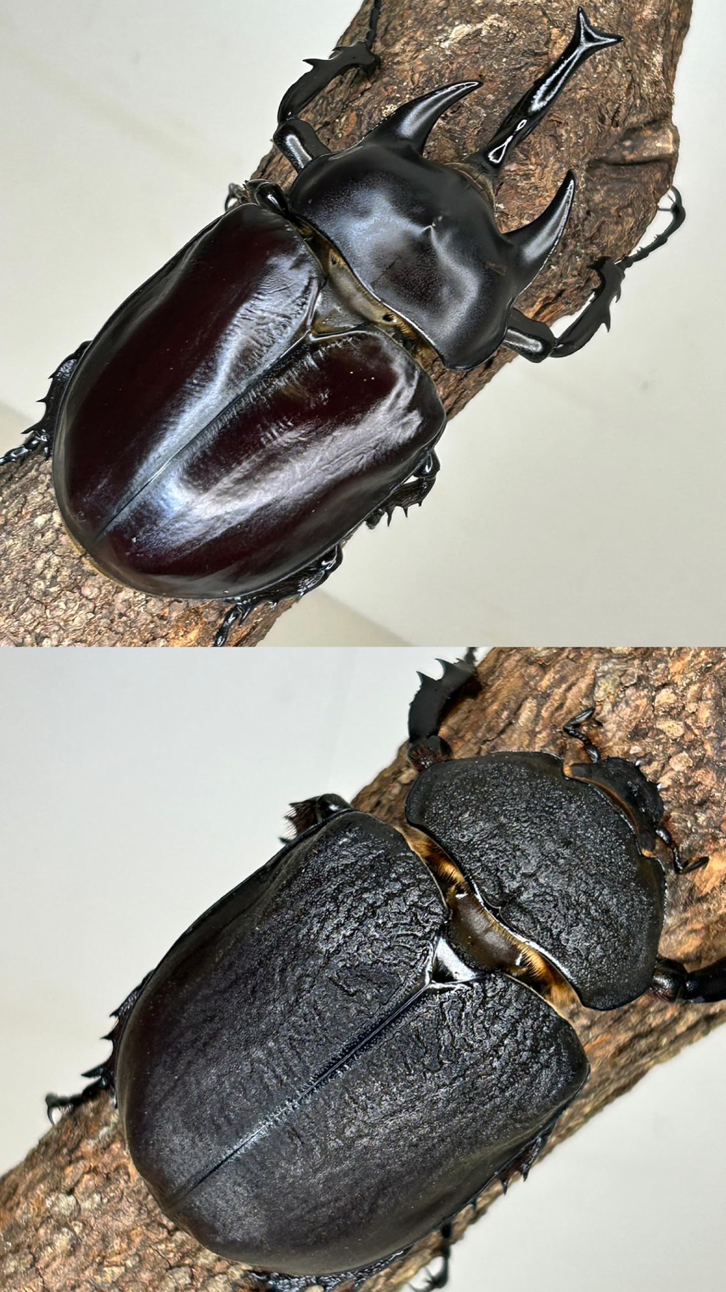 Amazon | レックスゾウカブト 成虫 オス メス ペア 別名 アクティオン