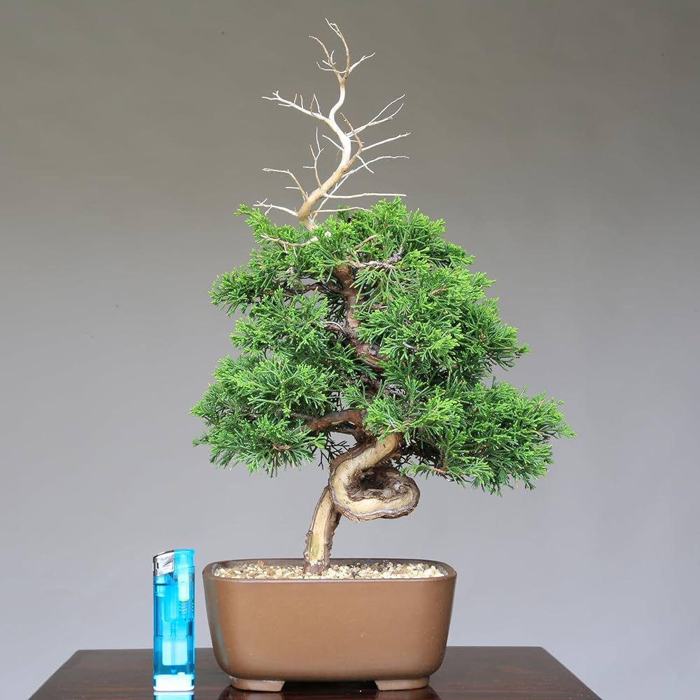 貴風 糸魚川真柏盆栽】 ⭕2点セットあかさ❗ 貴風 糸魚川真柏盆栽