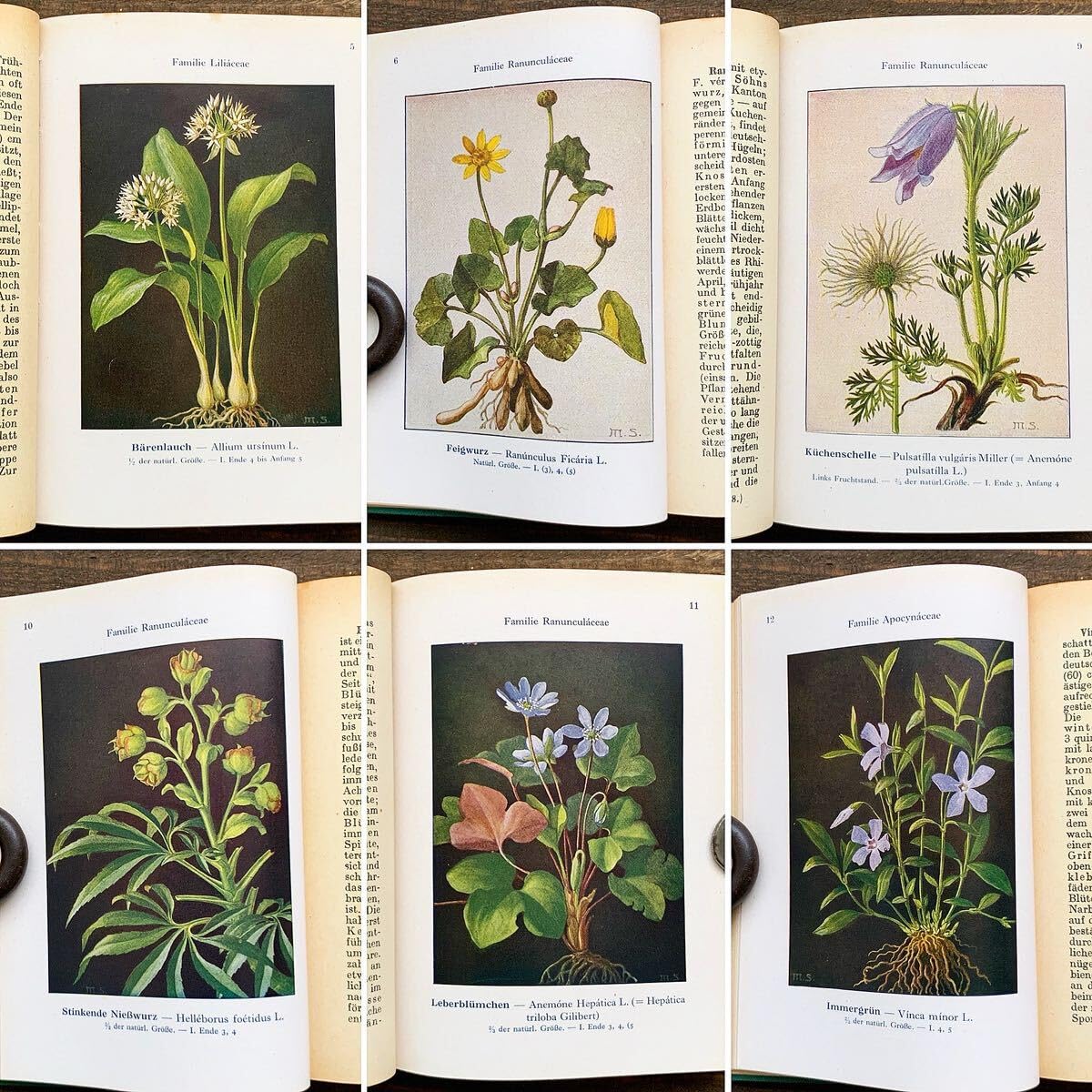 1926年]ドイツの古い植物図鑑/植物画 ボタニカルアート アンティーク