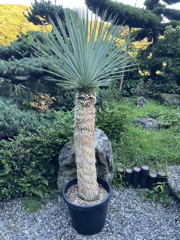 耐寒性ユッカロストラータ超特大セット◇ドライガーデン多肉アガベ