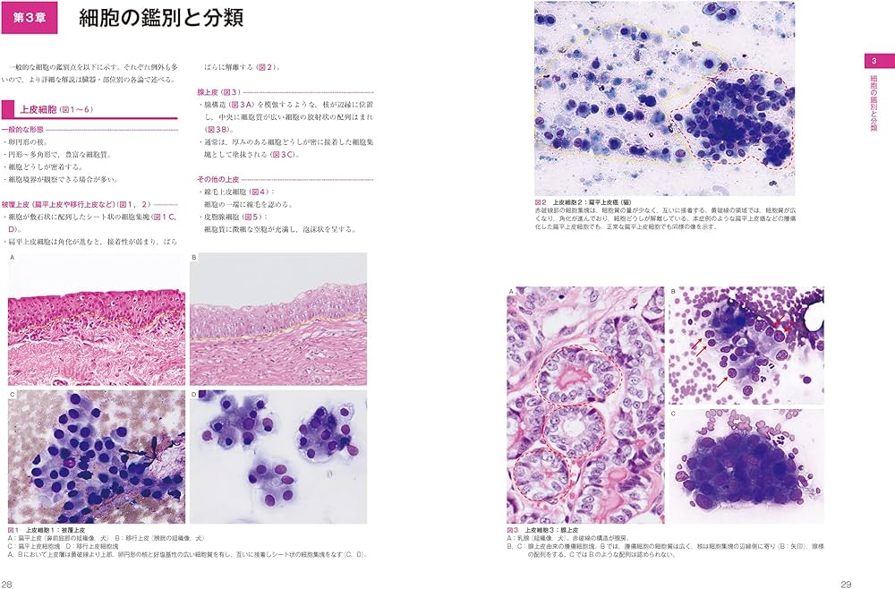 裁断済み】犬と猫の実践 細胞診アトラス 71DpR7vvxqL.jpg_BO30,255,255,