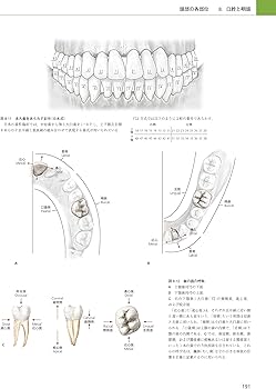 プロメテウス解剖学アトラス 口腔・頭頸部 第2版 | 坂井建雄, 天野修