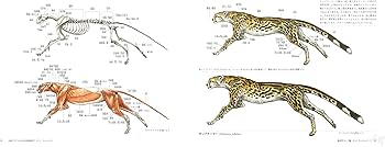 Amazon.co.jp: 幻獣デザインのための動物解剖学 : テリル・ウィット