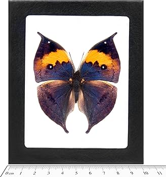 Amazon.com: BicBugs Kallima inachus blue yellow leaf mimic