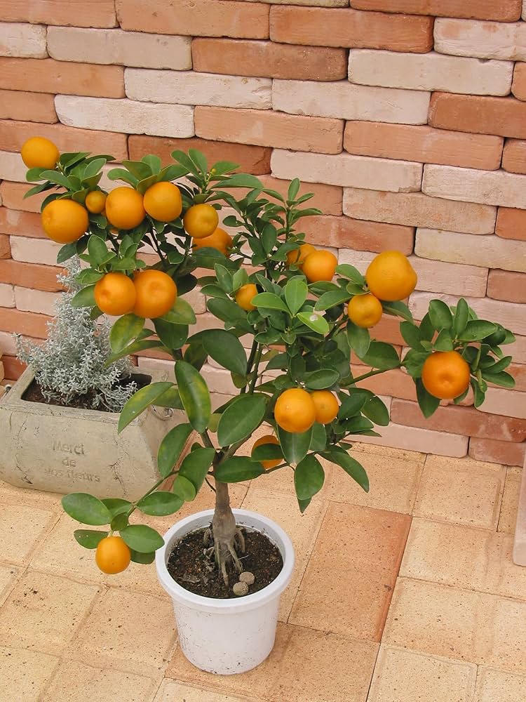 Amazon.co.jp: 大実キンカン（福寿金柑）接ぎ木苗6号鉢植え : DIY