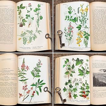 Amazon.co.jp: [難あり]ドイツの古い植物図鑑(DIE BLUTENPFLANZEN 1921