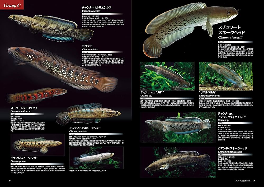 912vbuklIML._AC_UF1000,