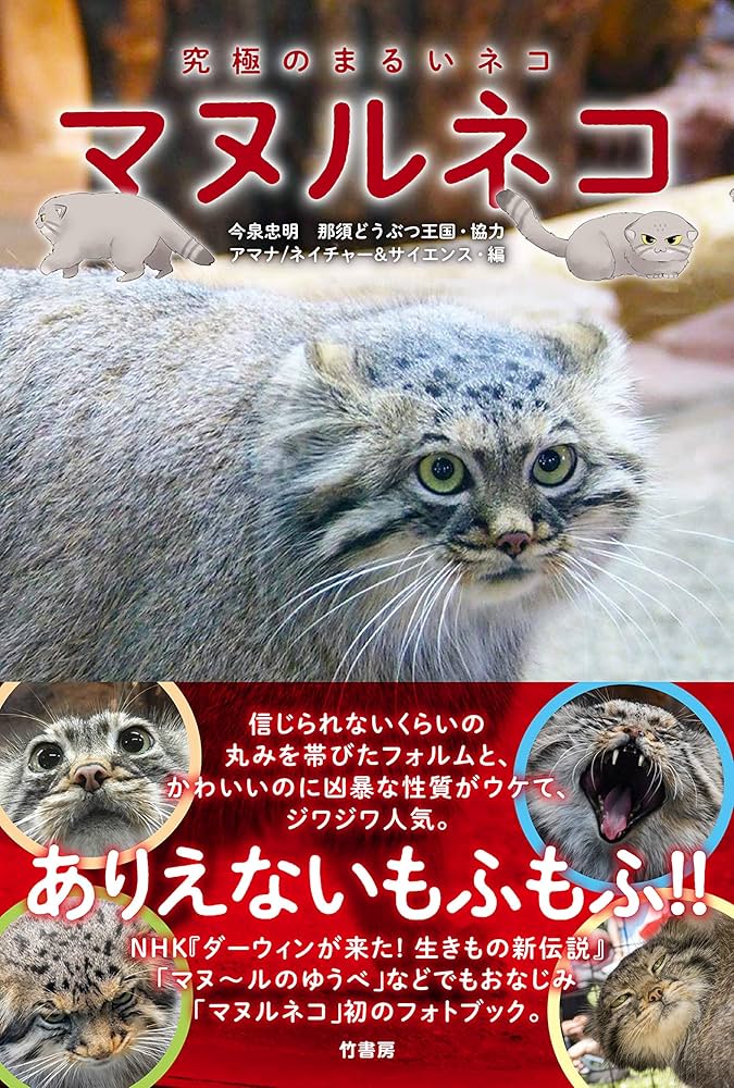 Amazon.co.jp: マヌルネコ : ネイチャー&サイエンス編, 今泉 忠明