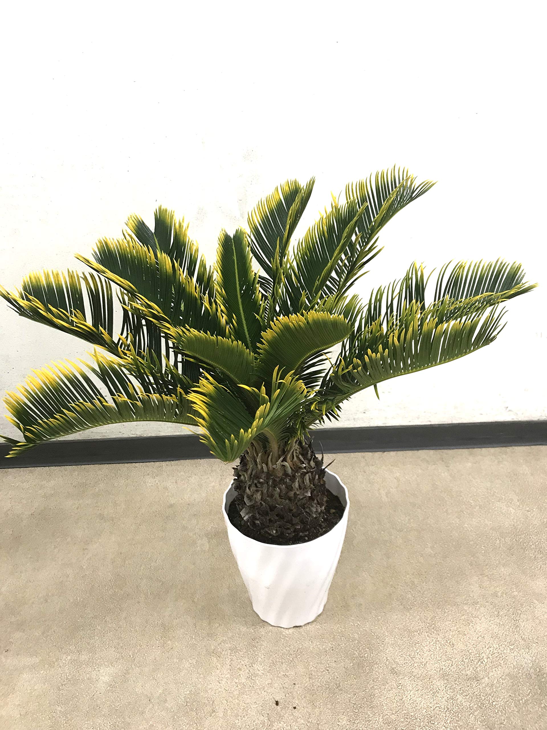 Amazon | はなみどり キンカンソテツ （金環蘇鉄） 6号鉢 1鉢 | 植木