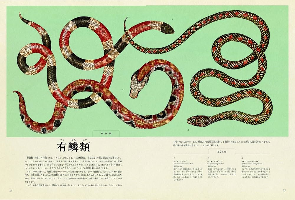 Amazon.co.jp: アニマリウム ようこそ、動物の博物館へ : ジェニー