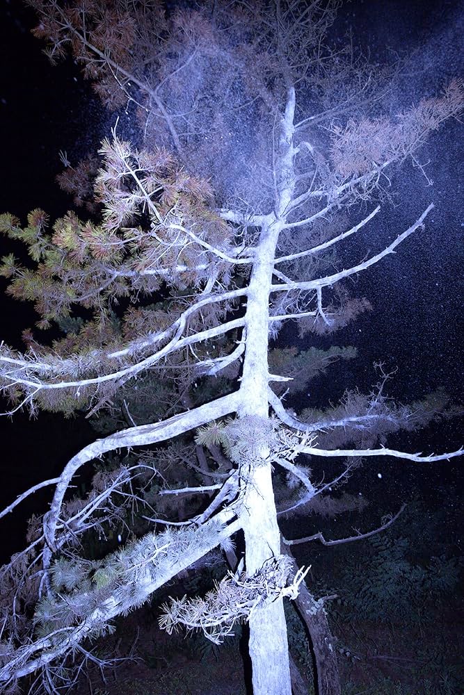 Amazon.co.jp: 螺旋海岸 album : 志賀理江子: 本