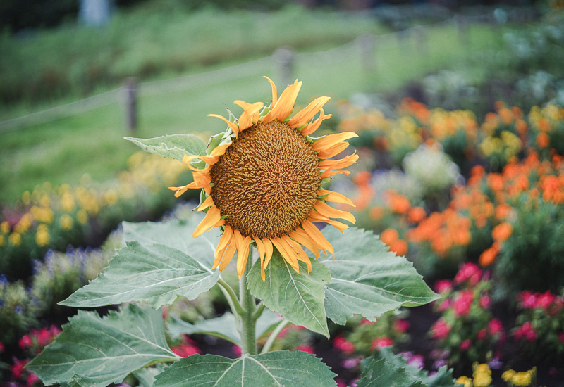 ぐるぐるボケ好きにおすすめオールドレンズ「Canon FL 50mm F1.8」作例