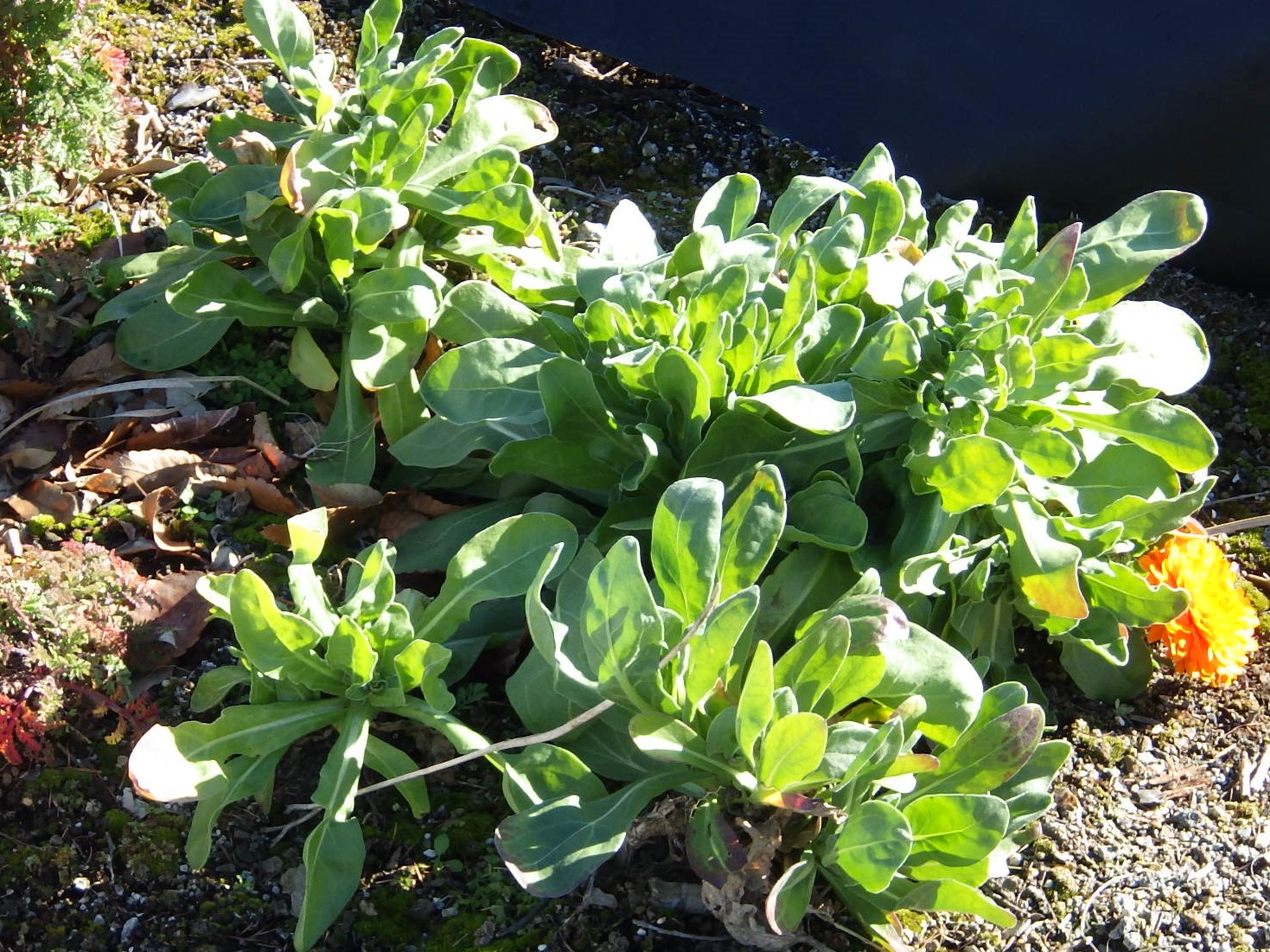 カレンデュラ（Calendula officinalis L.） | 植物図鑑 | 御勅使南公園
