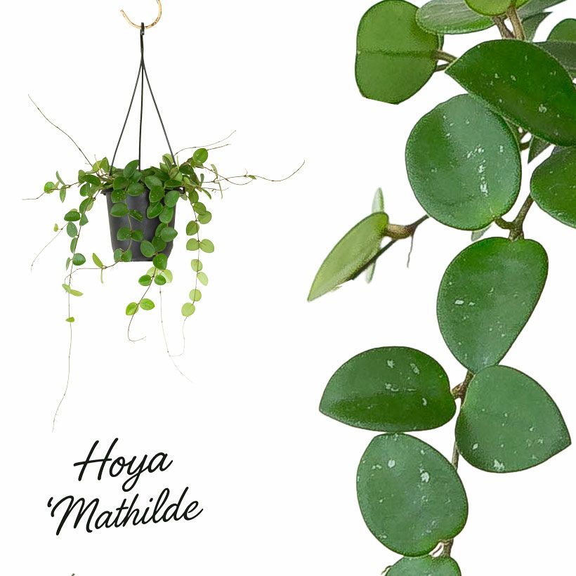 花が咲きやすい超人気品種ホヤ・マチルダ | [公式]e-花屋さん