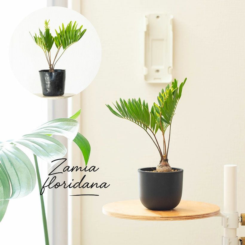 ザミアフロリダーナ細葉で成長速度遅い｜徒長せず詰まった株です