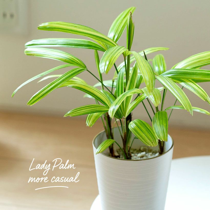 観音竹アヤニシキ（綾錦）斑入りで美しい観葉植物[公式] e-花屋さん