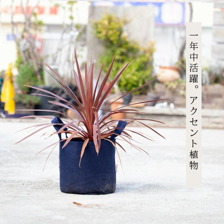 コルジリネレッドスター屋外冬越し｜鉢植え、暖地は庭（地植え）