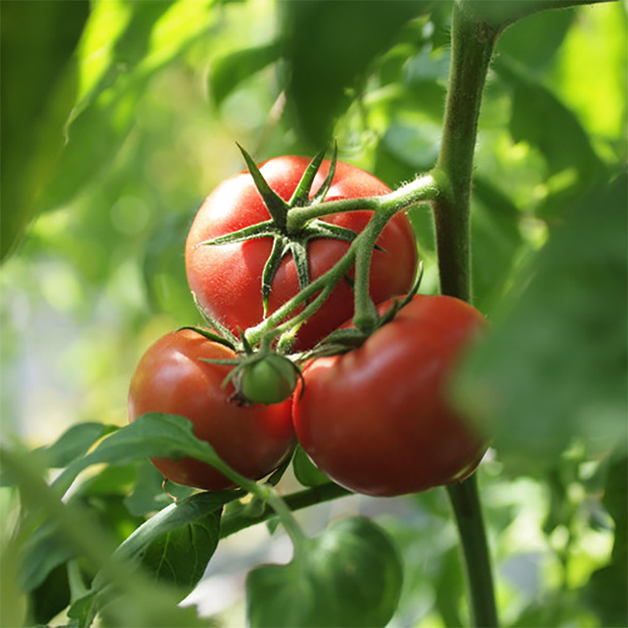 樫山農園＞珊瑚樹トマト特上(糖度10度以上)20玉もしくは24玉 | 徳島県