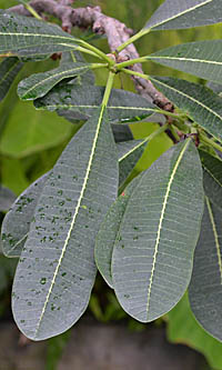 プルメリア・オブツサ Plumeria obtusa キョウチクトウ科 Acanthaceae
