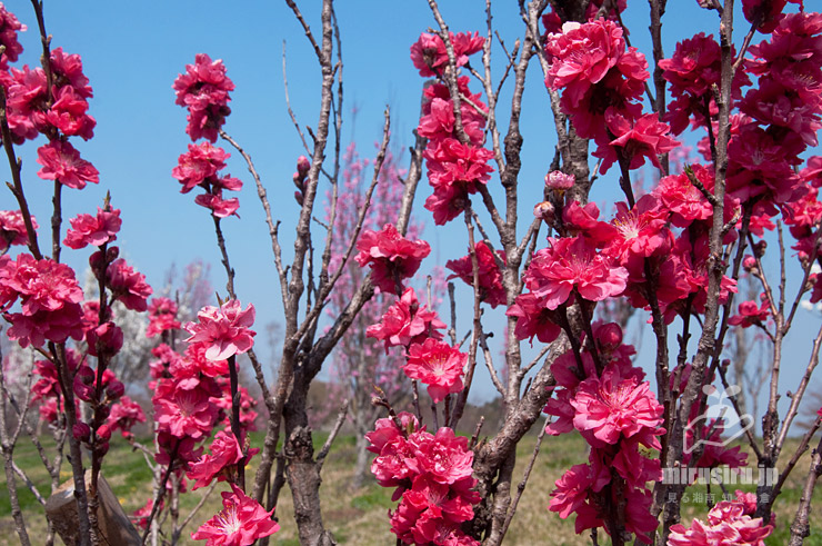 モモ（ハナモモ）