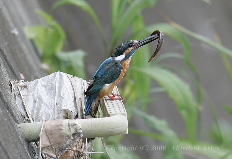 境川の野鳥、カワセミ