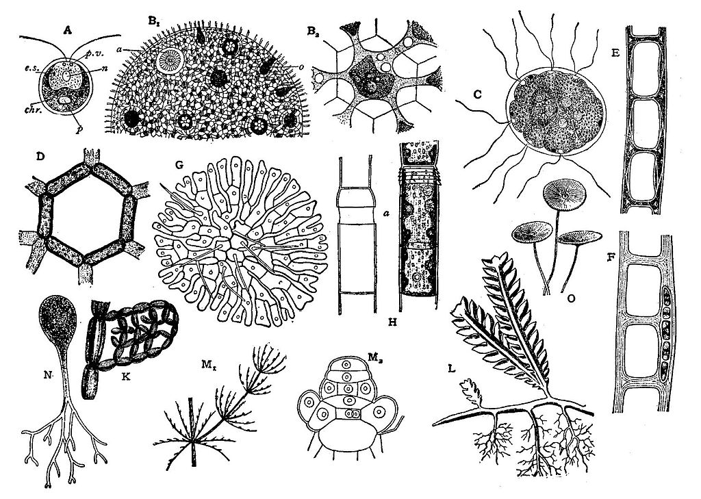 藻類とは？ -実は曖昧な藻類の定義。その理由に迫る- – CHITOSE MATSURI