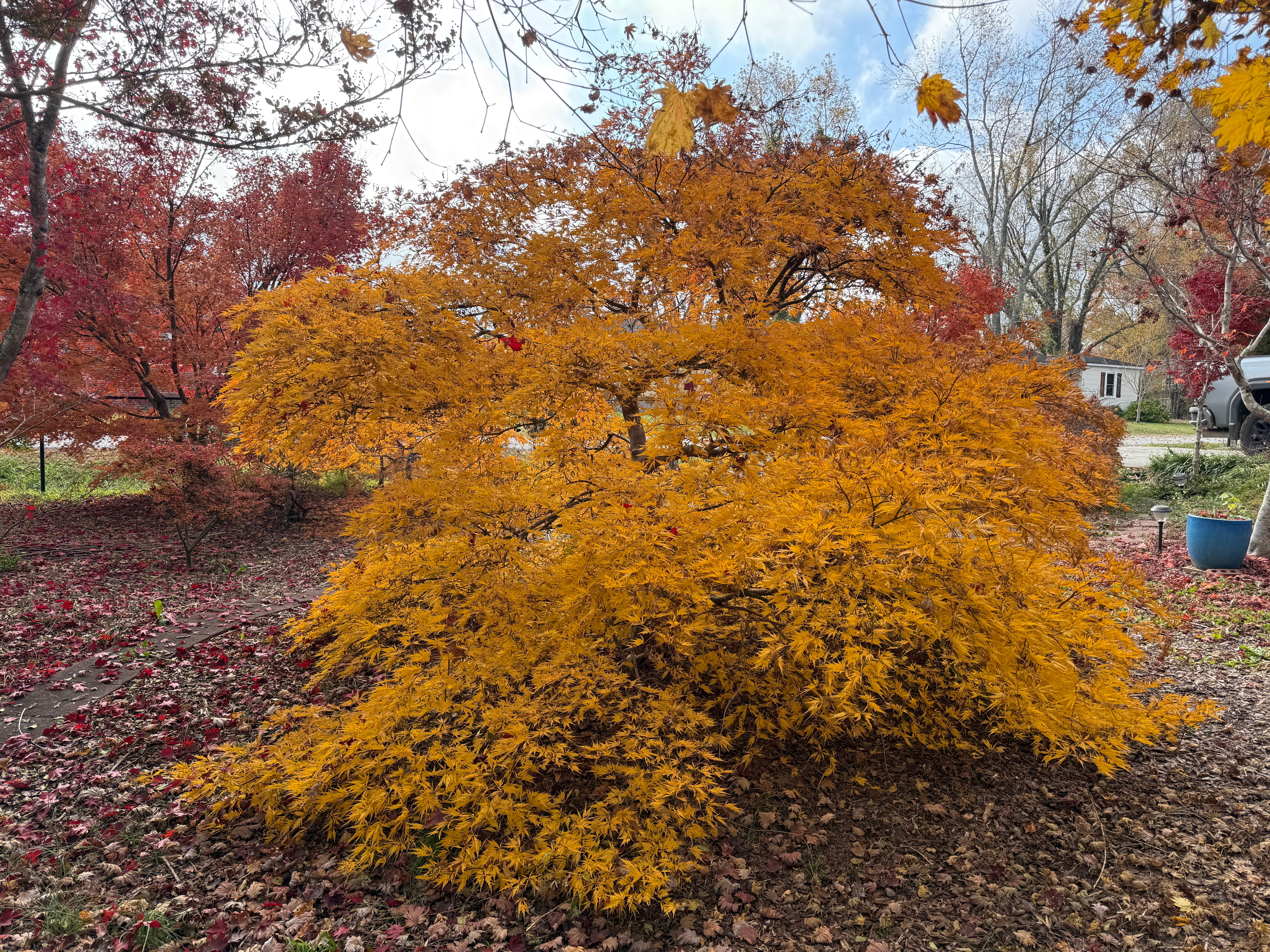 Buy Acer palmatum dissectum 'Germaine's Gyration' Weeping Japanese