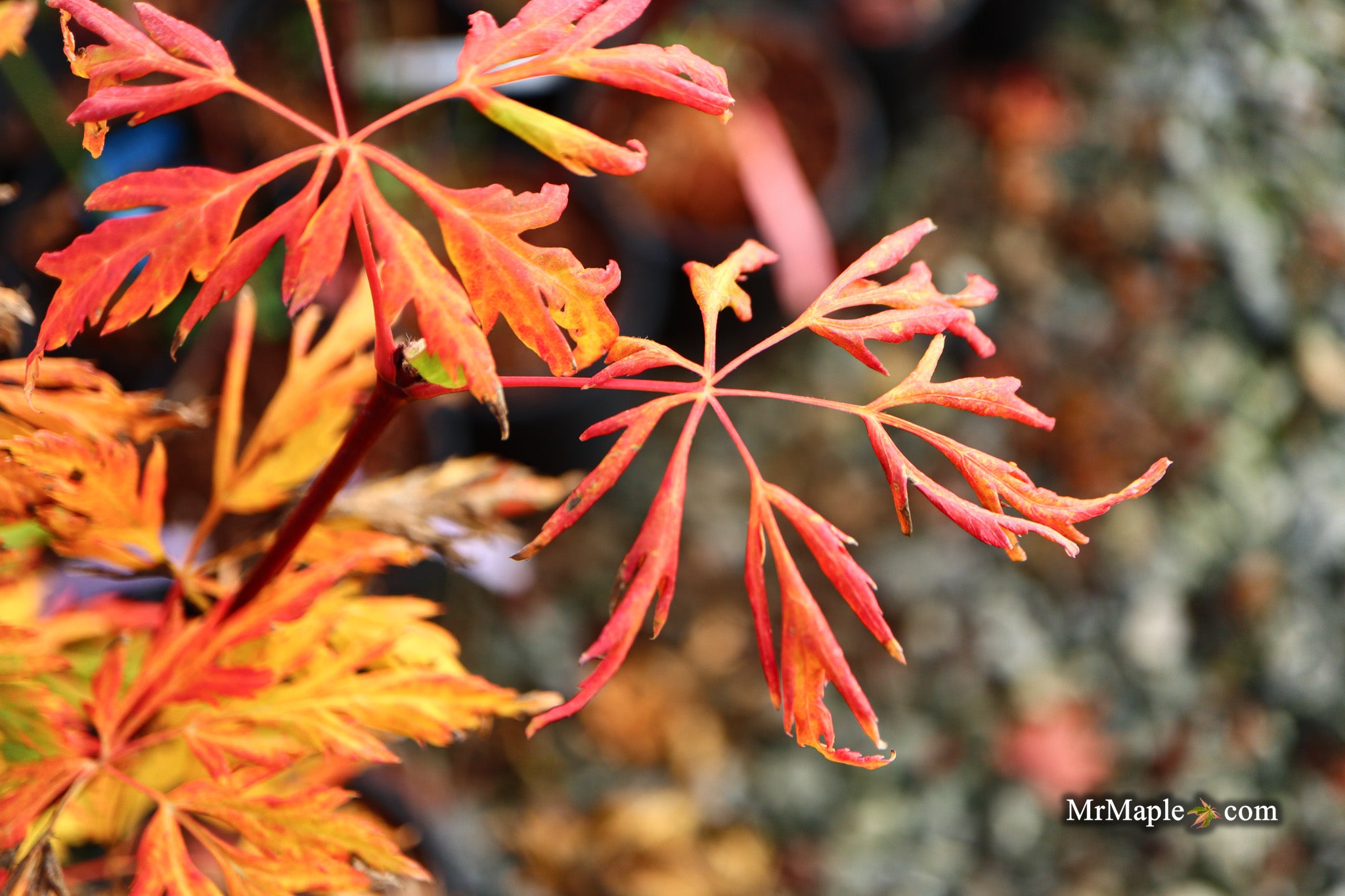 Buy Acer circinatum 'Monroe' Japanese Maple — Mr Maple │ Buy