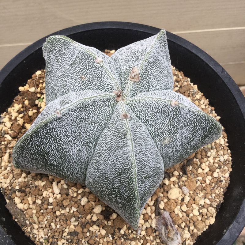 アストロフィツム ストロンギロゴナム - M's plants