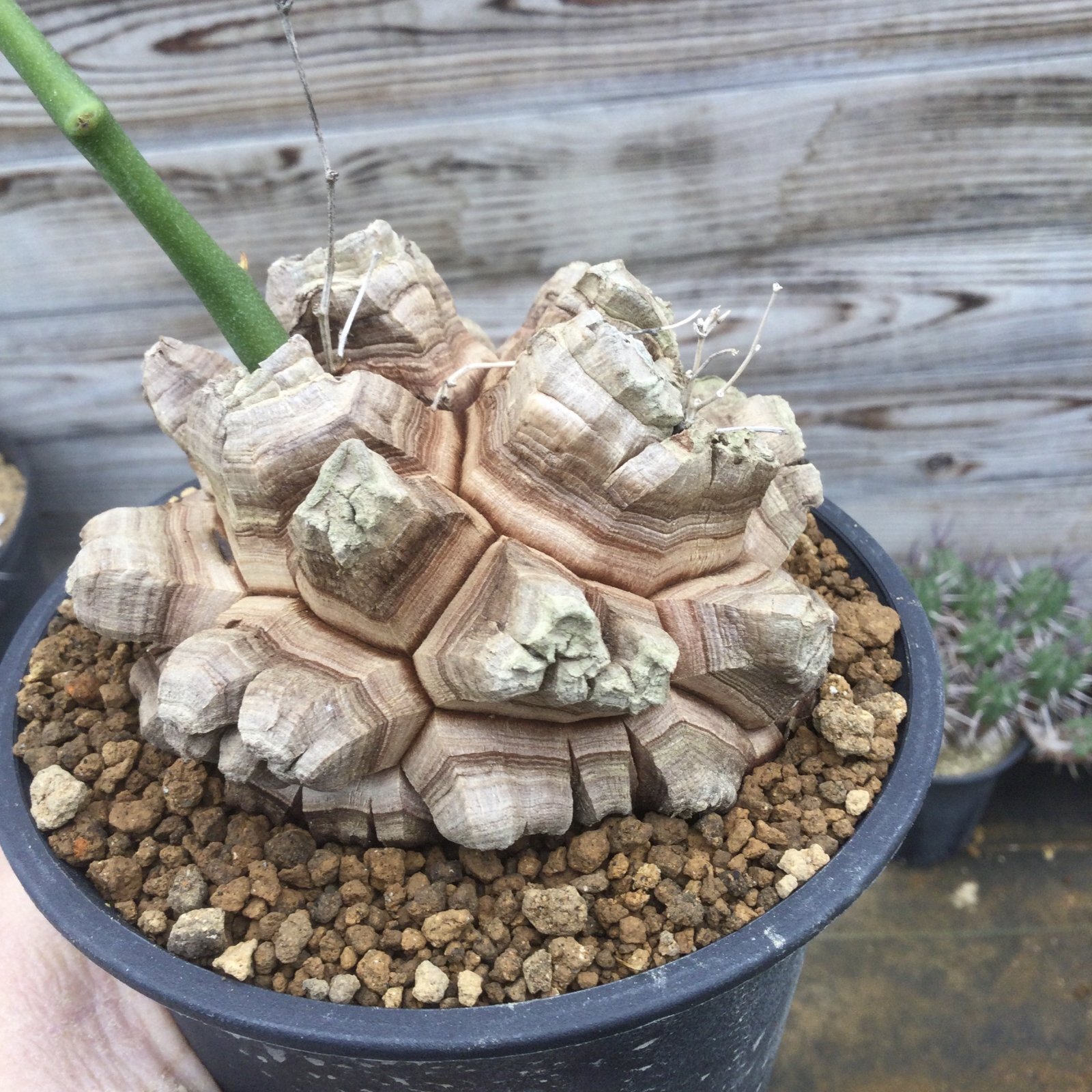 Dioscorea elephantipes ( アフリカ亀甲竜 ) - M's plants
