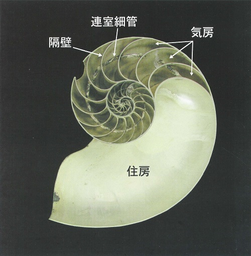 生きた化石 オウムガイ（052号CultureClub） - 徳島県立博物館