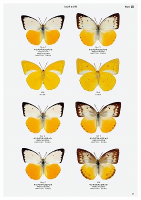 日本の迷蝶大図鑑