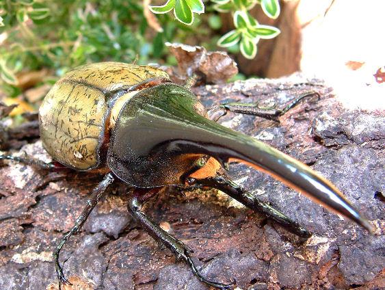 ヘラクレスオオカブト -亜種の見分け方-