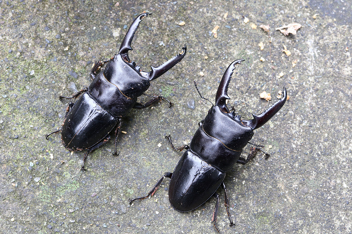 ツシマヒラタクワガタ