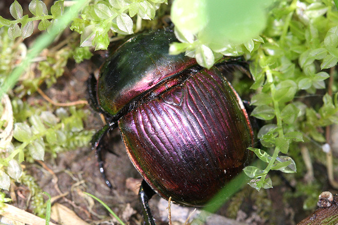 大特価 オオセンチ/センチ/レインボーセンチ82匹 +赤系18匹＋オマケ 大