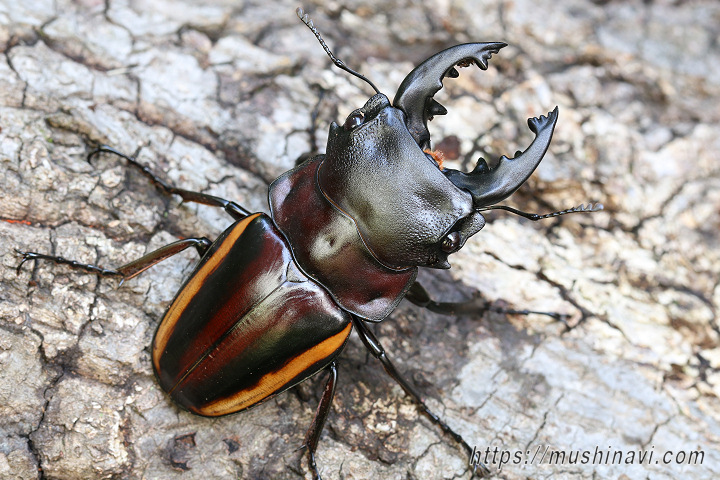 スティーブンスツヤクワガタ(サンギール諸島亜種)