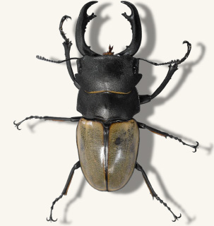 クワガタ図鑑-カステルナウツヤクワガタ[基亜種]