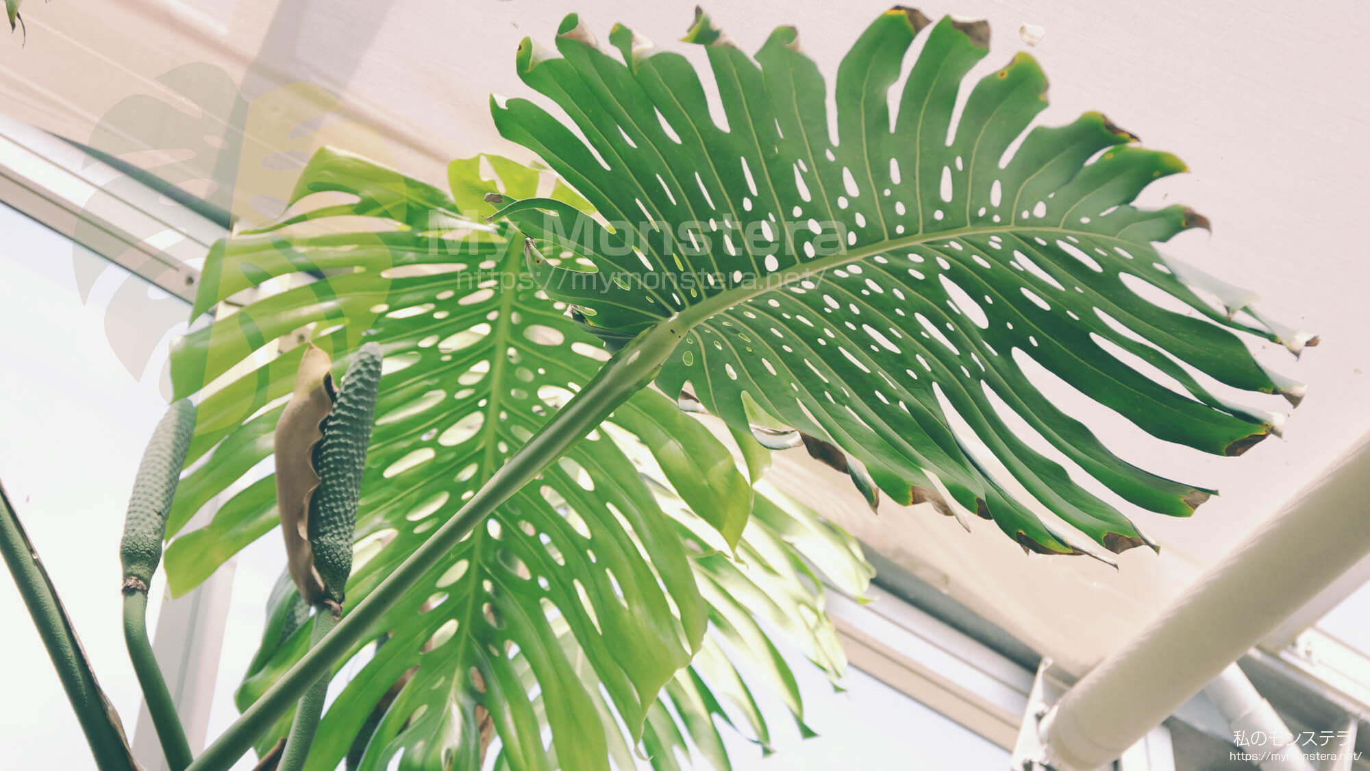 モンステラデリシオーサマクロコズム( Monstera Deliciosa Macrocosm