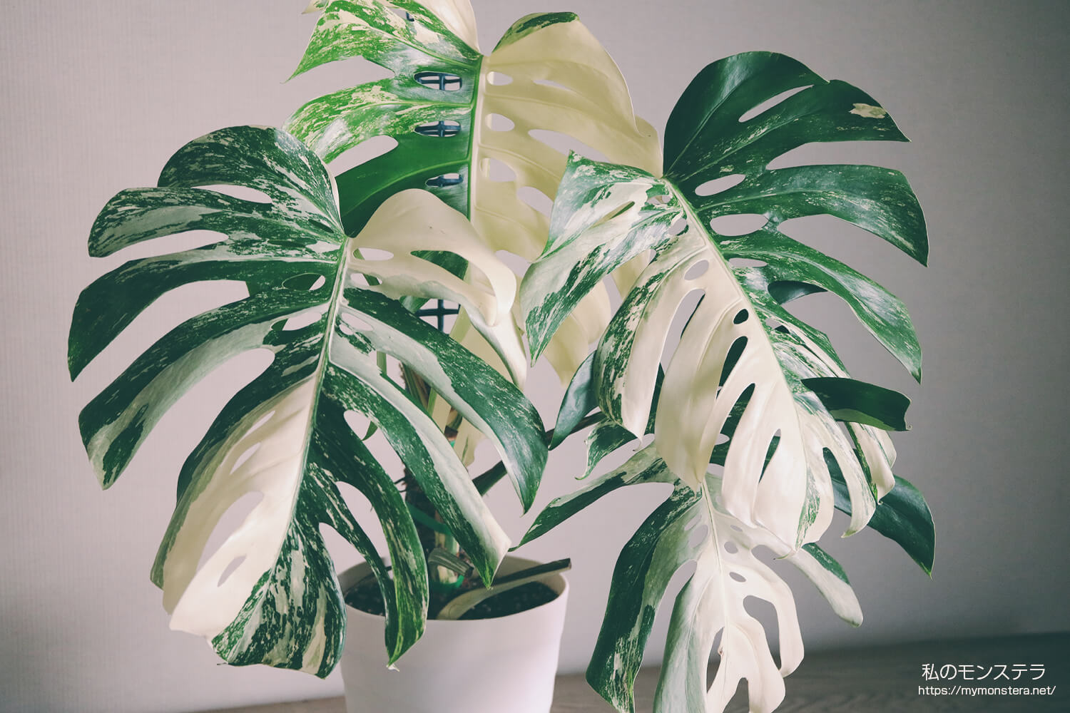 モンステラホワイトタイガー（アルボ）(Monstera Albo White Tiger