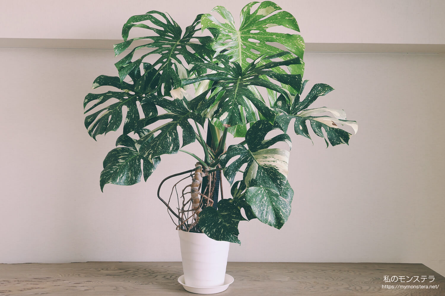 モ*～様 12モンステラ タイコンステレーション スターライト 希少