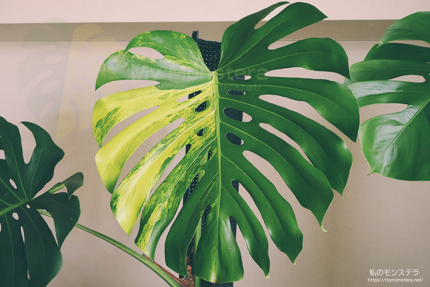 モンステラデリシオーサイエローマリリン( Monstera Deliciosa Yellow