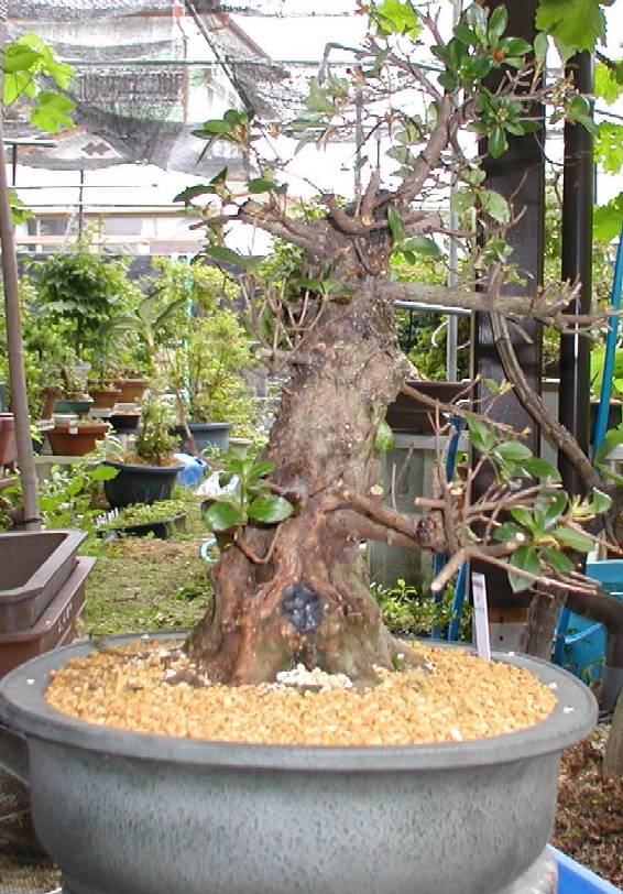 なおの趣味の園芸 さつき盆栽 栄冠