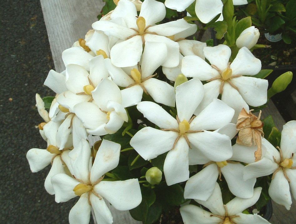 クチナシ（梔子）：一重実成りクチナシ | nae-ya｜herbal tree shop