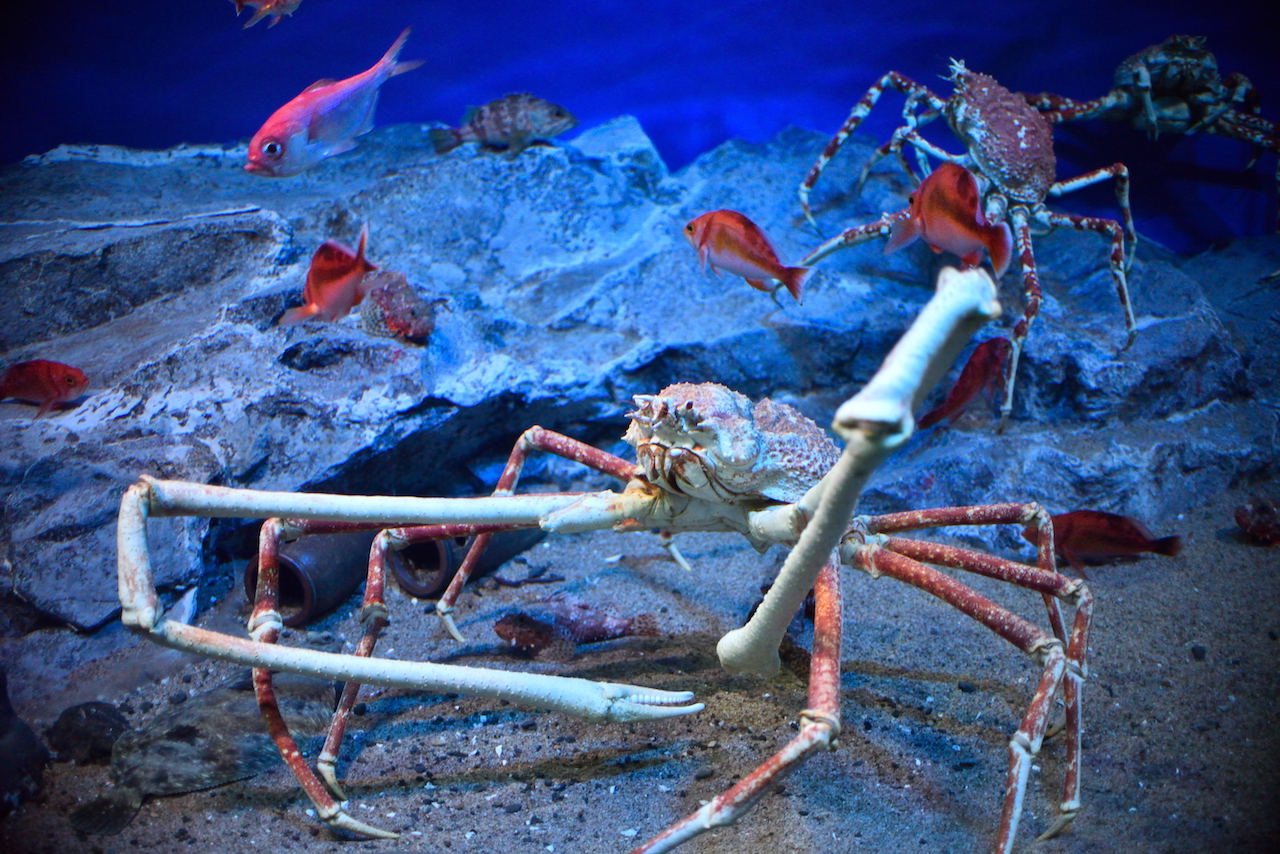 G*N様 オオロッカクコブシガニ展示中　定期オークション 楽天市場】【ふるさと納税】＼正規品・訳ありが選べる／ 茹でオオ